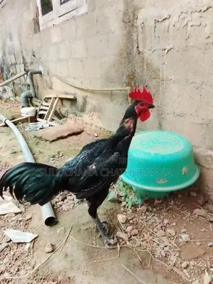 Assel Rooster
