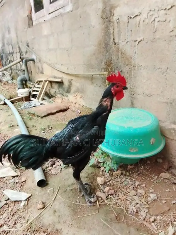 Assel Rooster