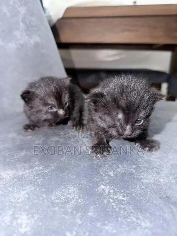 Persian kitten