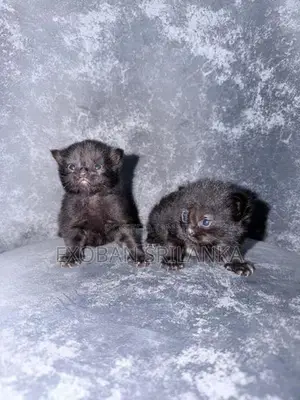 Persian kitten