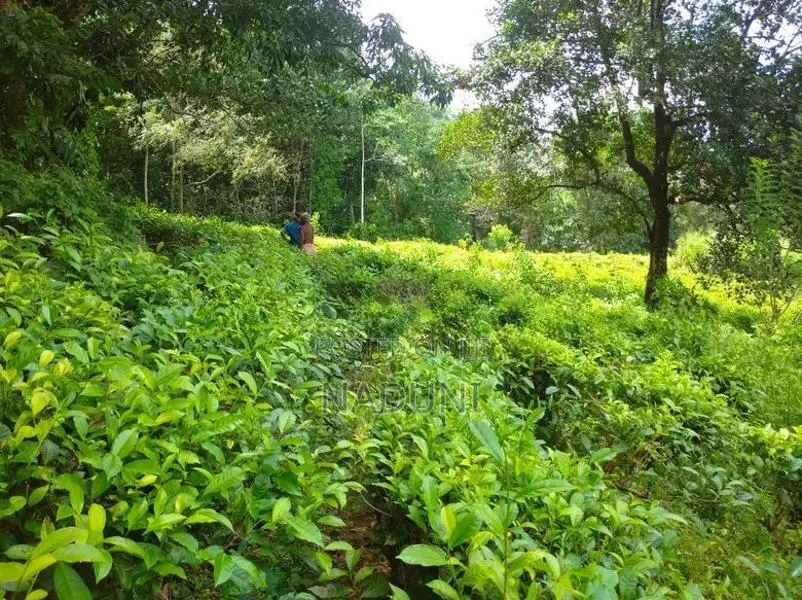 Agricultural Land for Sale – Kalawana