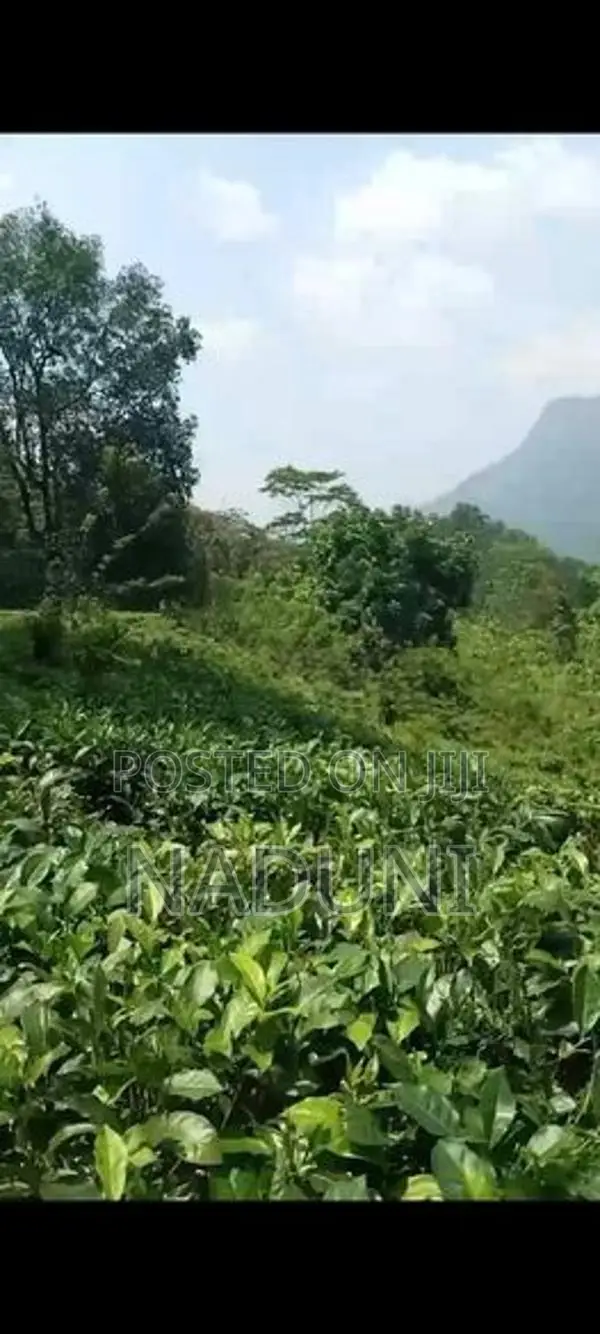 Agricultural Land for Sale – Kalawana