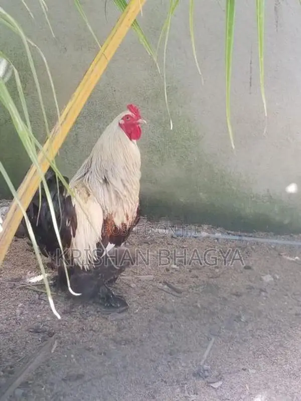 Brahma Kukullu