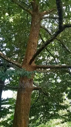 Agricultural Land for Sale – Kalawana