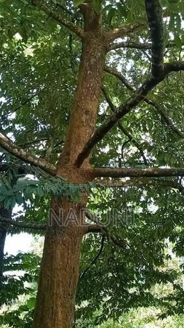 Agricultural Land for Sale – Kalawana