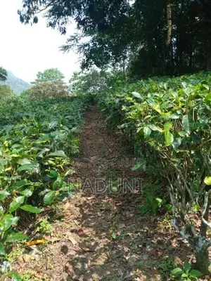 Agricultural Land for Sale – Kalawana