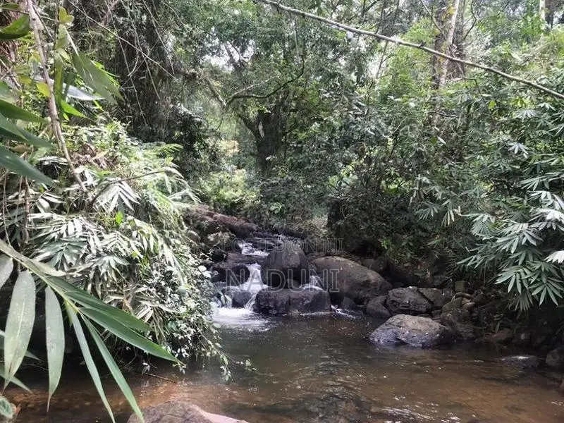 Agricultural Land for Sale – Kalawana