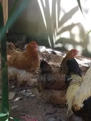 Brahma Kukullu