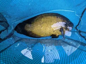 Oscar Fish