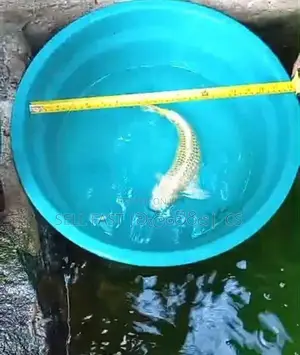 Carp fish