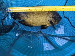 Oscar Fish