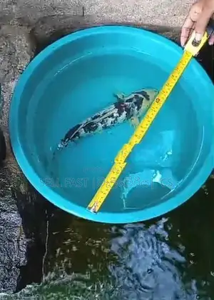 Carp fish