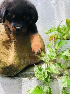 Rottweiler Puppy