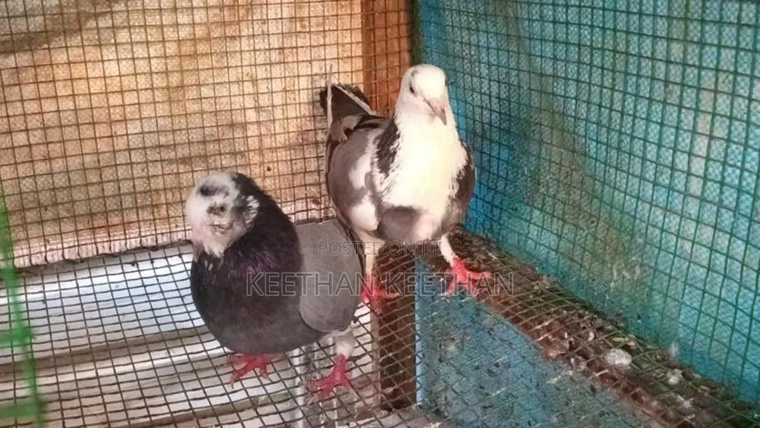 Pigeon