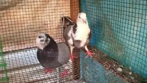 Pigeon