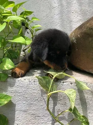 Rottweiler Puppy