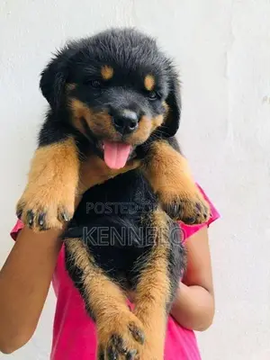 Rottweiler Puppy