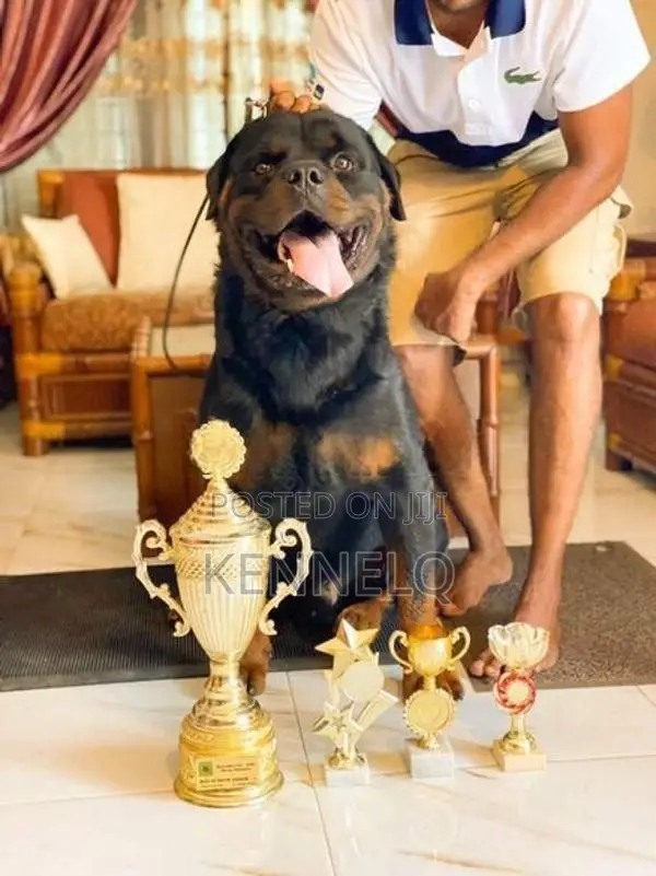 Rottweiler Puppy