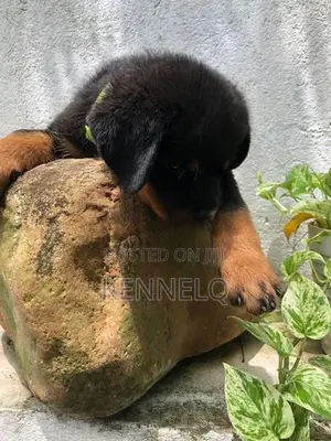Rottweiler Puppy
