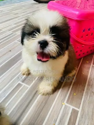 Shih Tzu Puppies