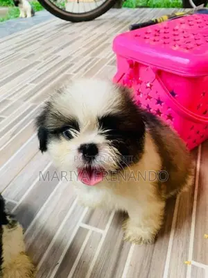 Shih Tzu Puppies