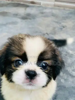 Shih Tzu Puppies