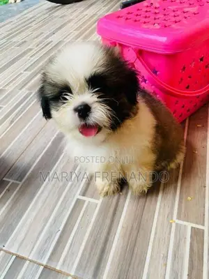 Shih Tzu Puppies