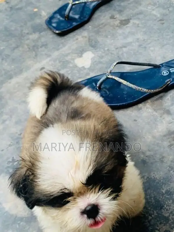 Shih Tzu Puppies