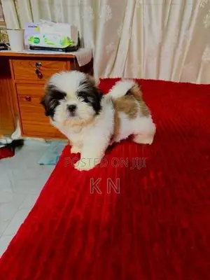 Shih Tzu Puppies