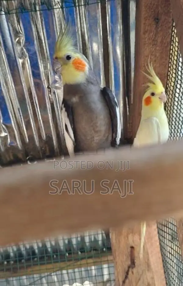 Cockatiel Bird