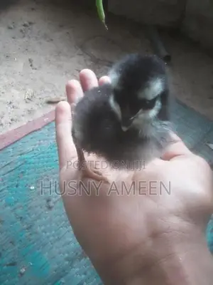 Village Chicks