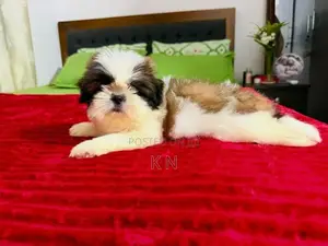 Shih Tzu Puppies