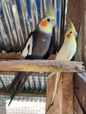 Cockatiel Bird