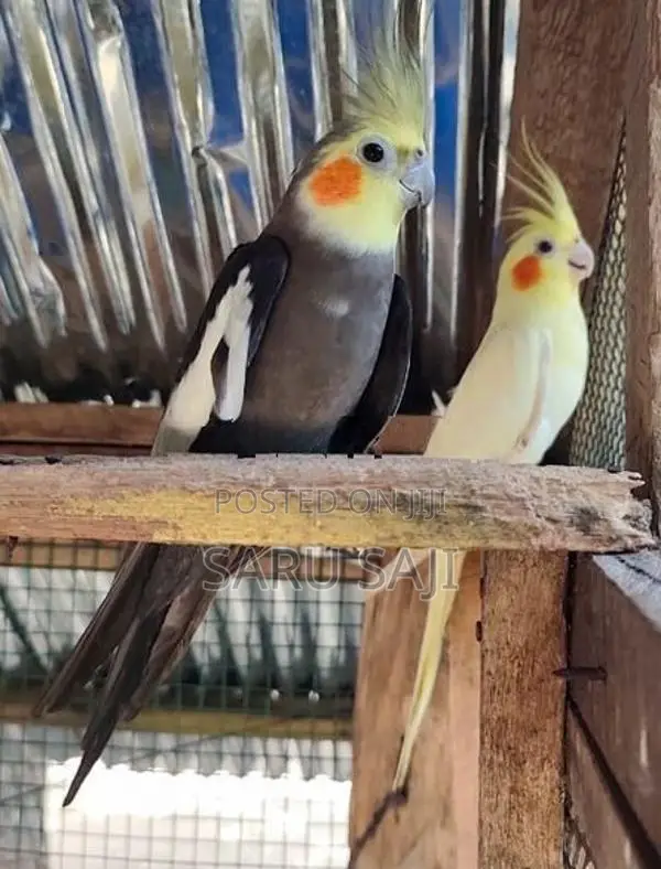 Cockatiel Bird