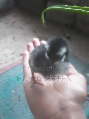 Village Chicks