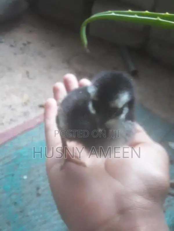 Village Chicks