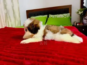 Shih Tzu Puppies