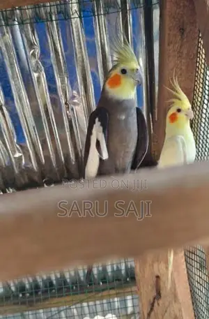 Cockatiel Bird