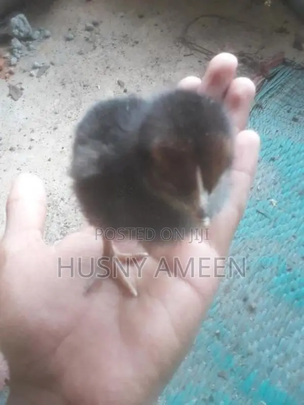 Village Chicks