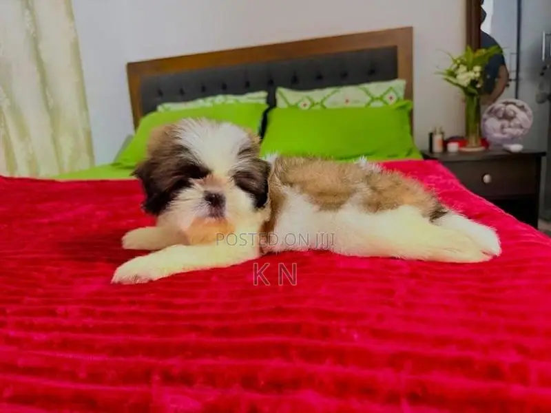Shih Tzu Puppies
