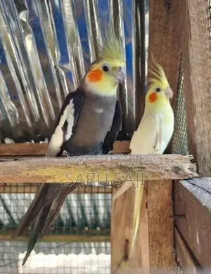 Cockatiel Bird
