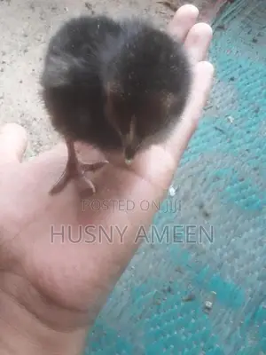 Village Chicks