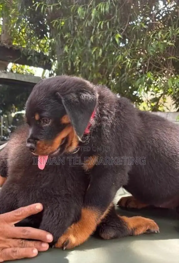 Rottweiler Female Puppies