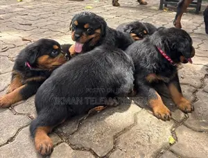 Rottweiler Female Puppies