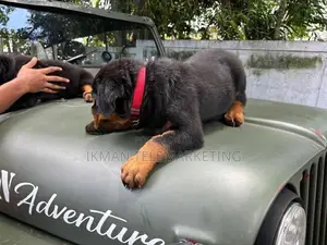 Rottweiler Female Puppies