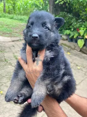 German Shepherd Puppies