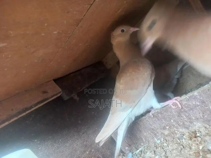 Samara Pigeon