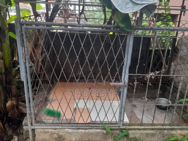 Dog Cage