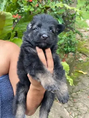 German Shepherd Puppies