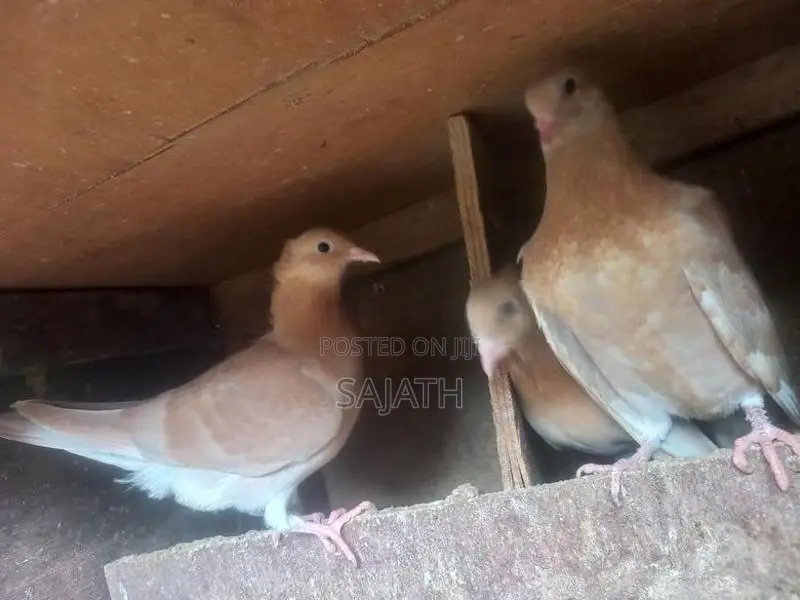 Samara Pigeon